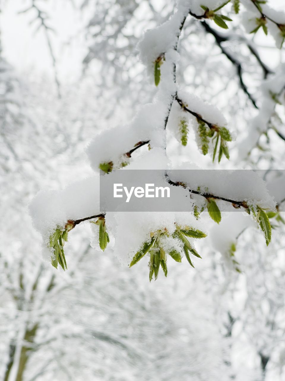 branch, plant, tree, snow, winter, cold temperature, nature, white, beauty in nature, no people, frozen, focus on foreground, twig, freezing, frost, leaf, ice, blossom, day, environment, flower, outdoors, spring, freshness, close-up, growth, coniferous tree, tranquility, pinaceae, forest, plant part, green, food and drink, food, land, pine tree