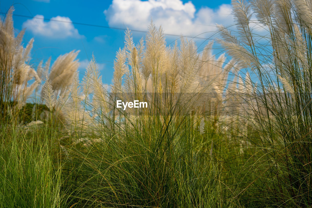 grass, plant, sky, nature, prairie, natural environment, cloud, meadow, growth, land, beauty in nature, no people, tranquility, tree, flower, grassland, sunlight, landscape, environment, field, scenics - nature, day, tranquil scene, outdoors, green, non-urban scene, blue, leaf, rural area, reed