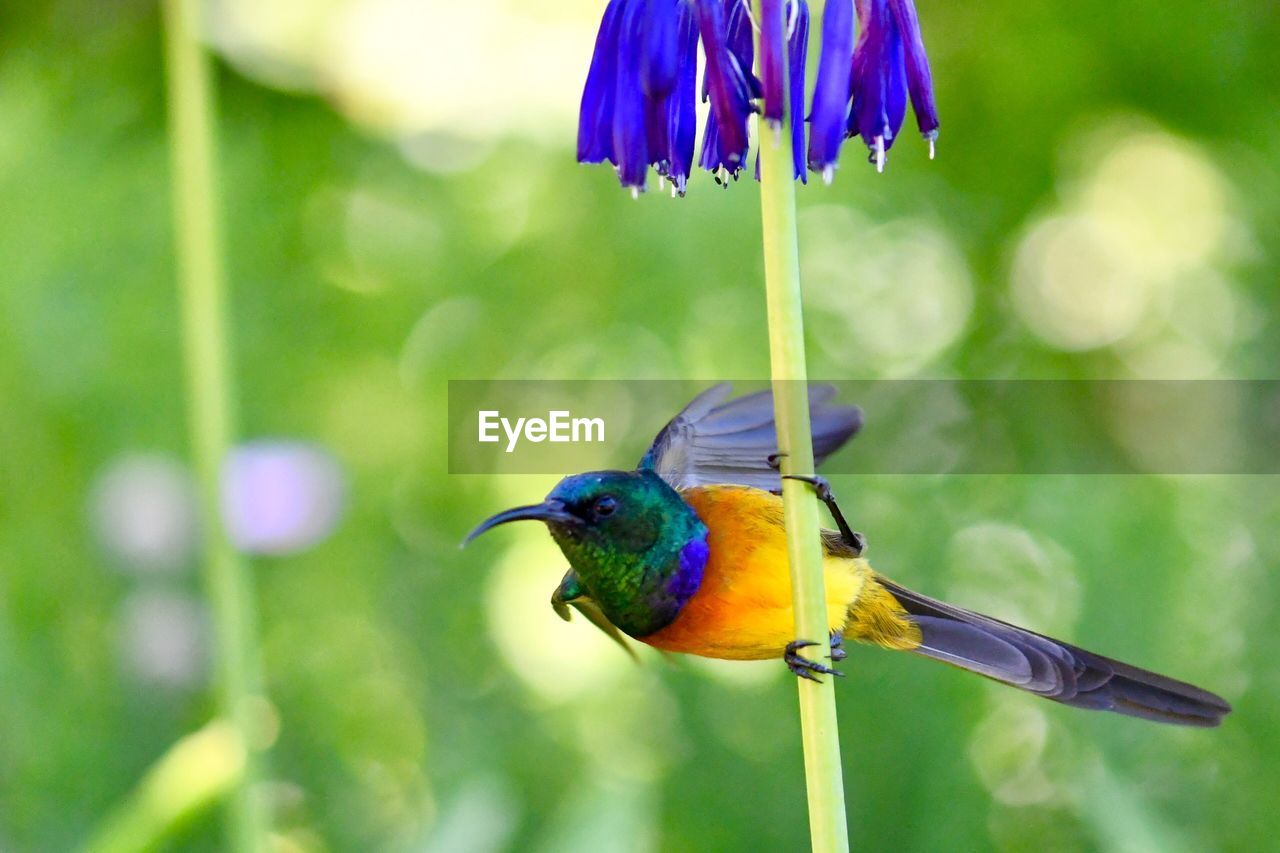 CLOSE-UP OF PARROT PERCHING ON FLOWER