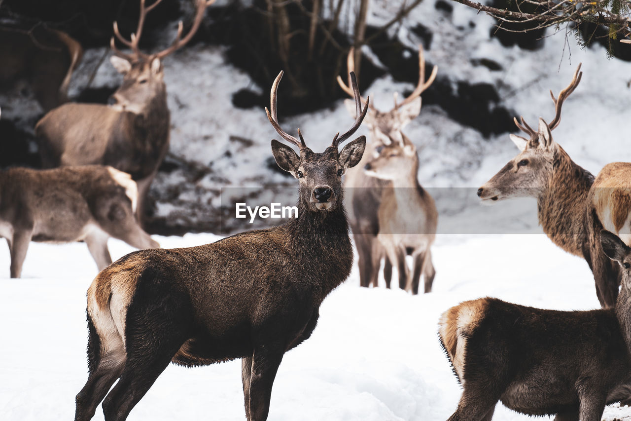 Deer on snow covered field