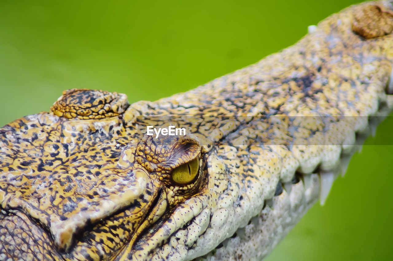 Close-up of crocodile