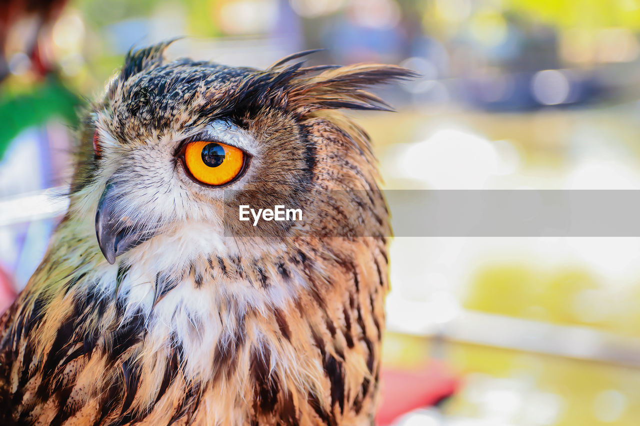 Close up of an eagle owl in a blurred natural background