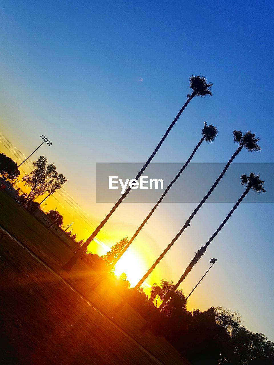 Tilt image of silhouette coconut palm trees against clear sky during sunset