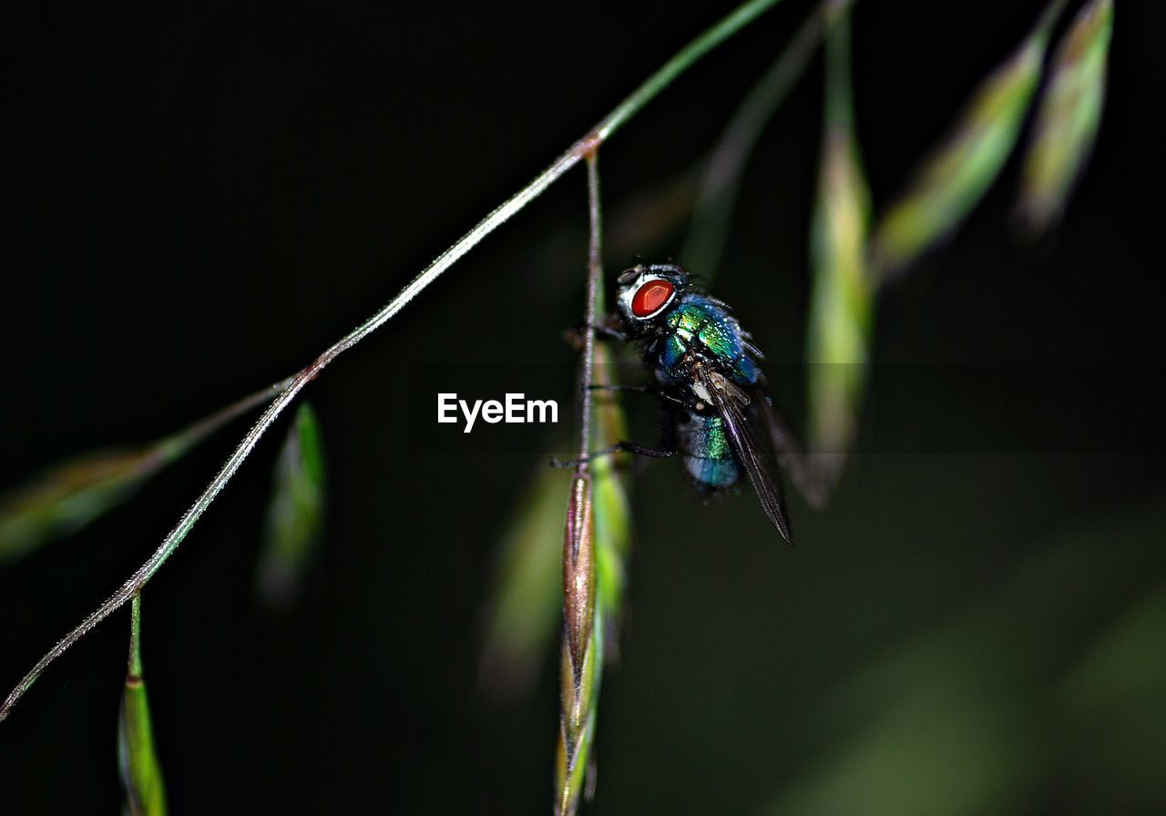 CLOSE-UP OF DAMSELFLY ON GREEN LEAF