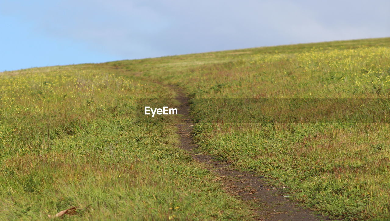 Scenic view of field against clear sky