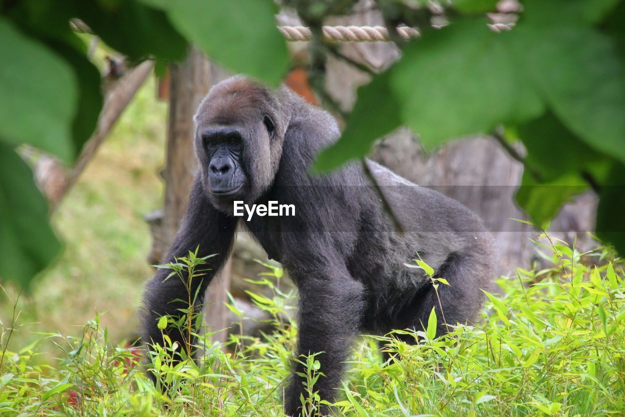 Portrait of gorilla  in field