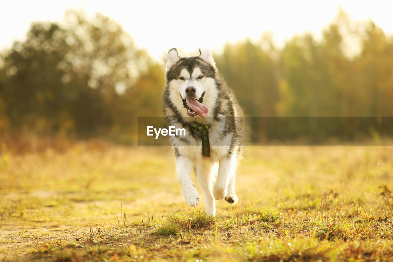 DOG RUNNING ON GRASS