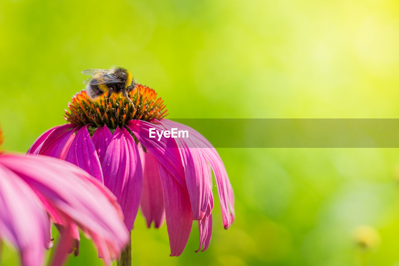 Close-up of bee pollinating on pink flower