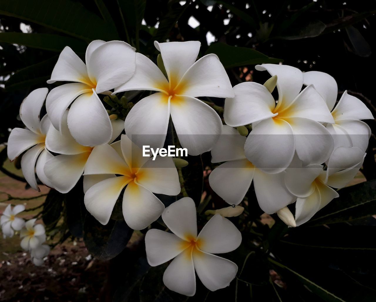 HIGH ANGLE VIEW OF WHITE FLOWERING PLANTS