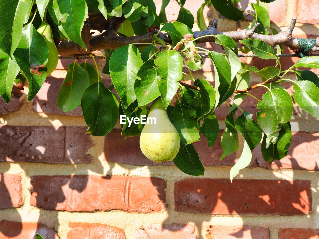 CLOSE-UP OF FRUITS GROWING ON PLANT