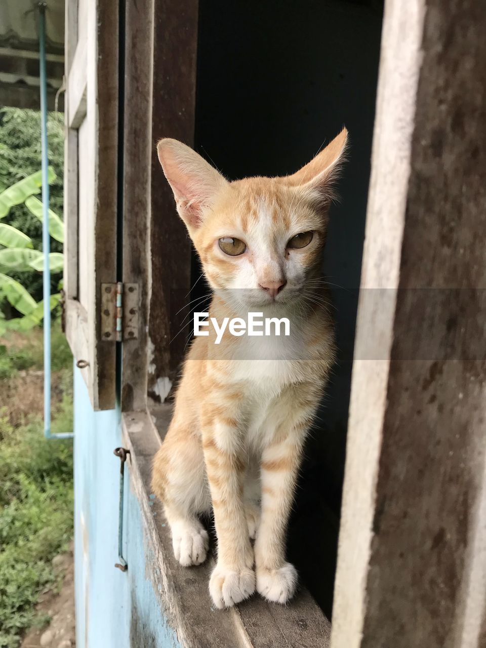 PORTRAIT OF CAT SITTING BY OUTDOORS