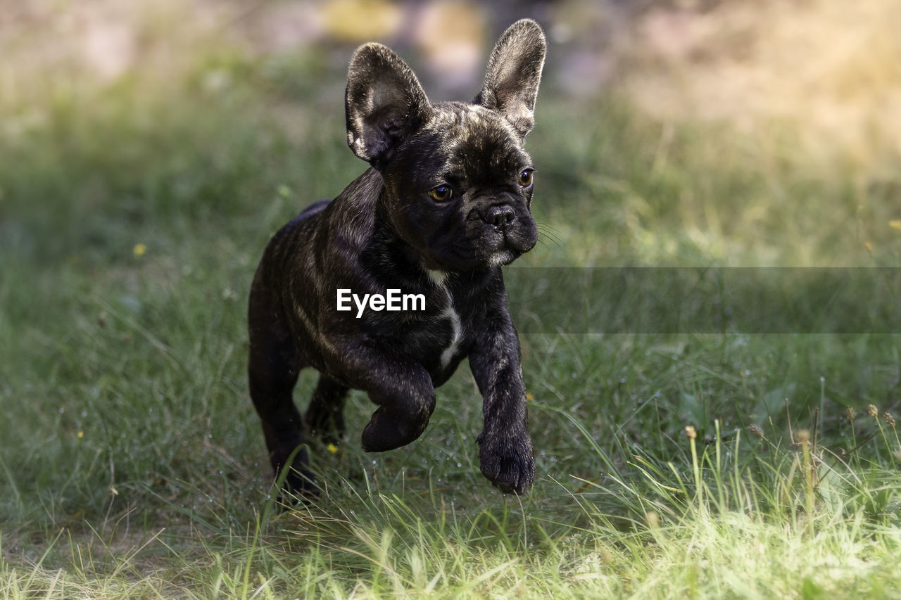 Portrait of a dog on field