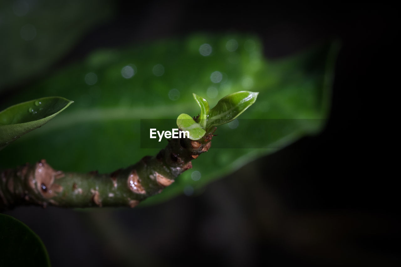 Close-up of wet plant