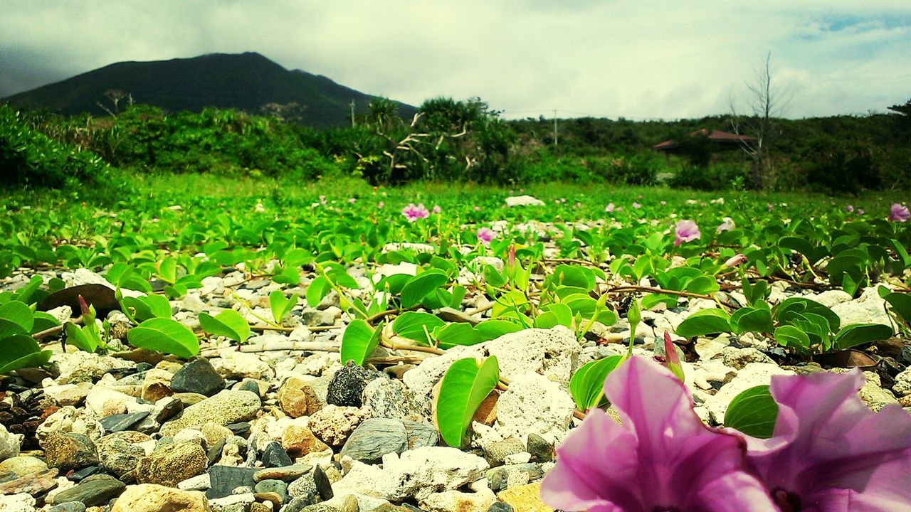 Flowers and leaf amidst rocks on field against mountain