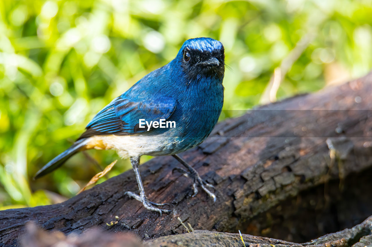 CLOSE-UP OF BLUE BIRD PERCHING ON WOOD