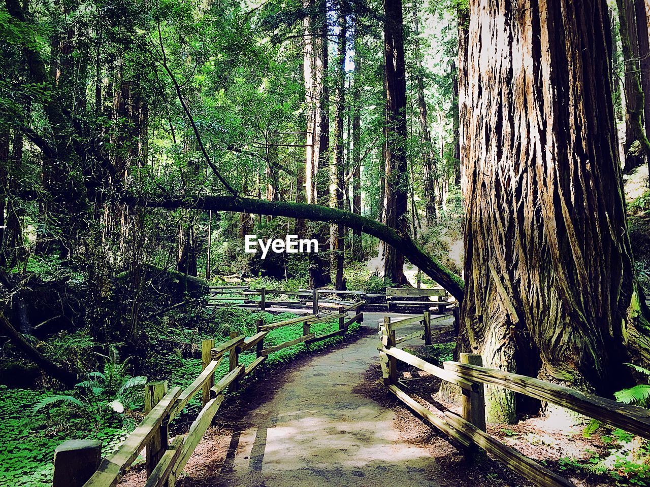 Elevated view of footpath in forest