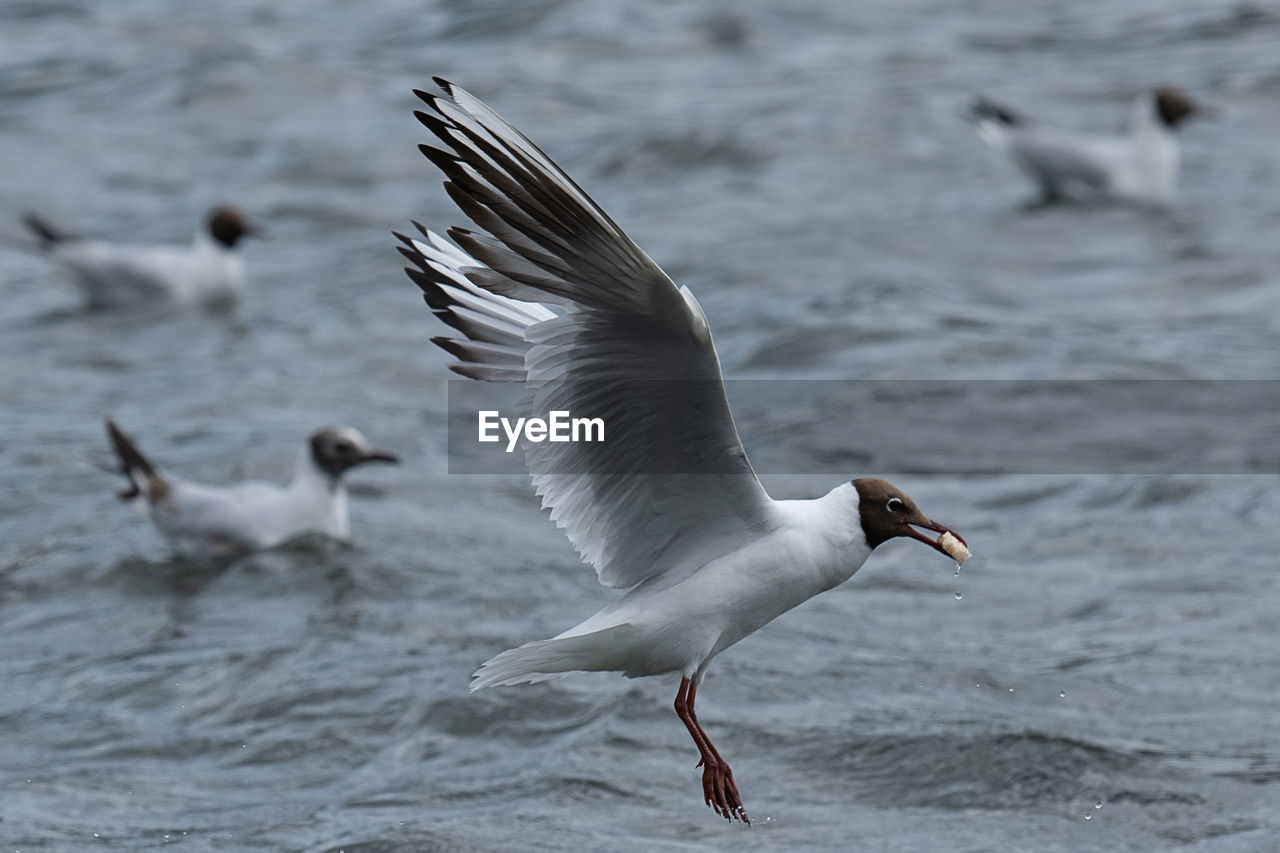 SEAGULL FLYING OVER THE SEA