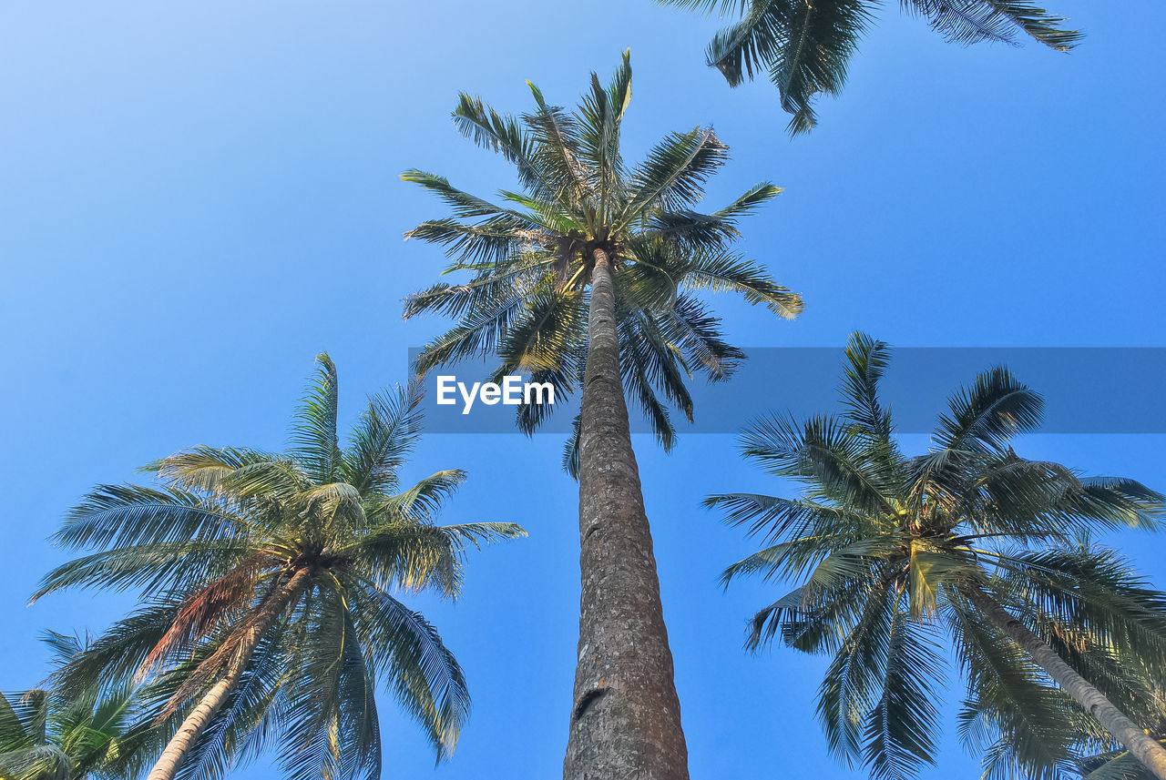 Low angle view of palm trees against clear sky