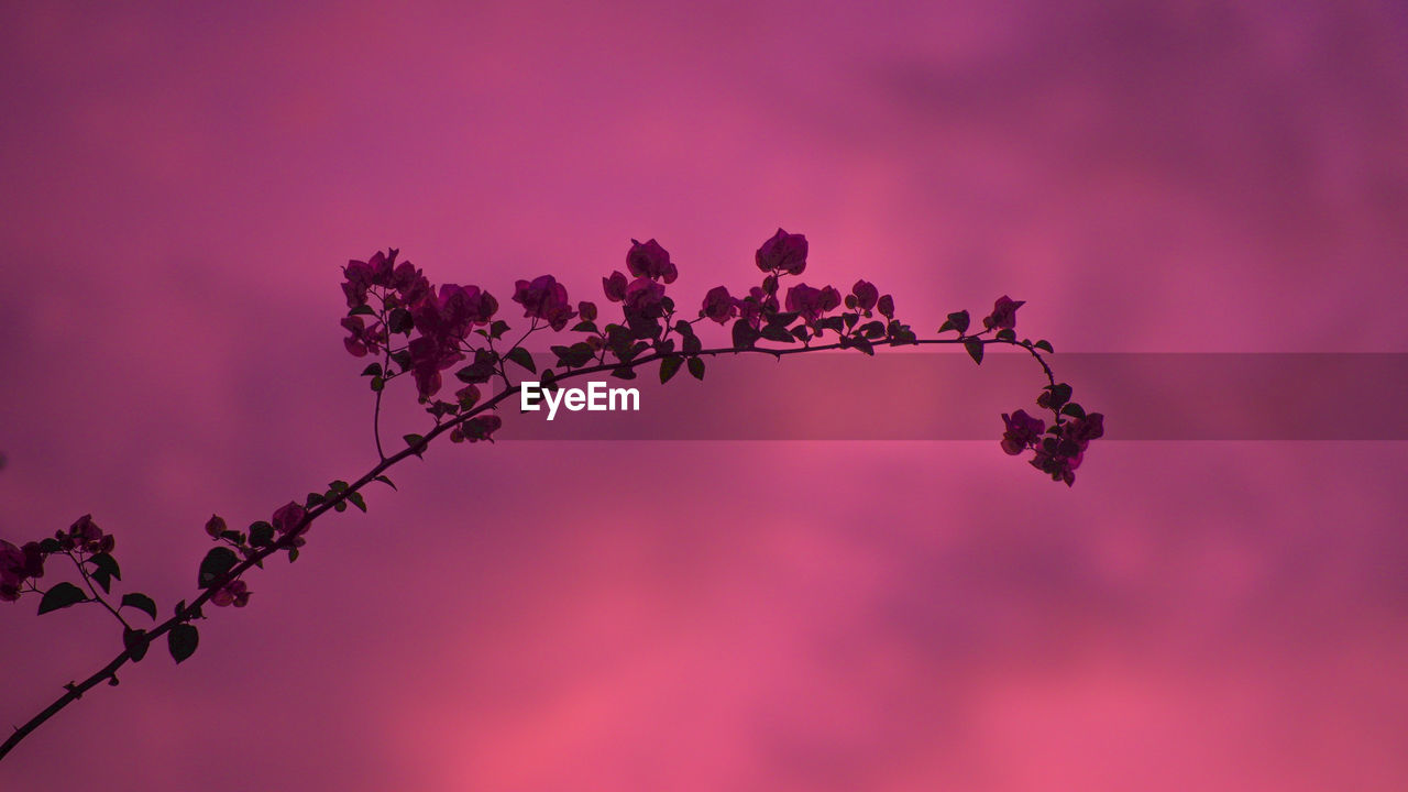 LOW ANGLE VIEW OF PINK FLOWERING PLANTS AGAINST SKY