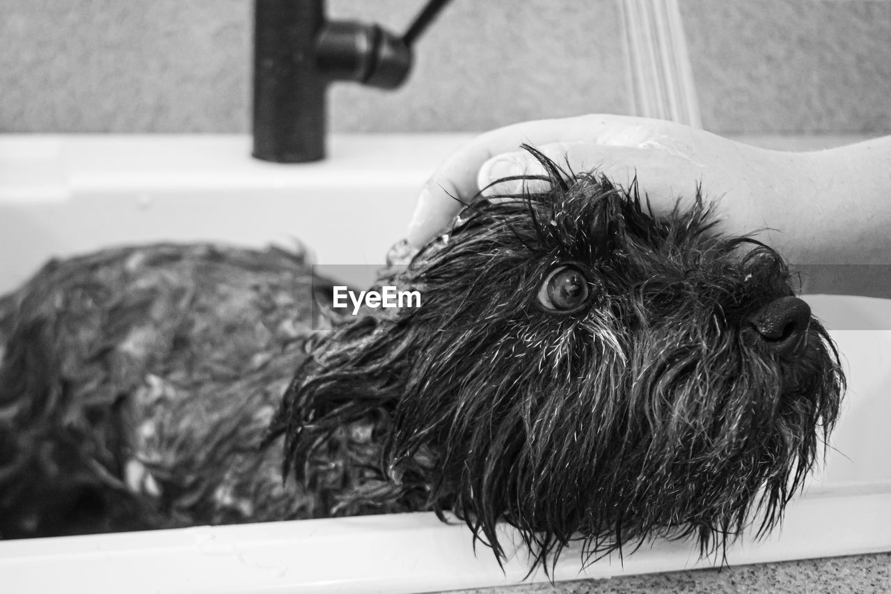 CLOSE-UP OF A DOG LOOKING AWAY OUTDOORS