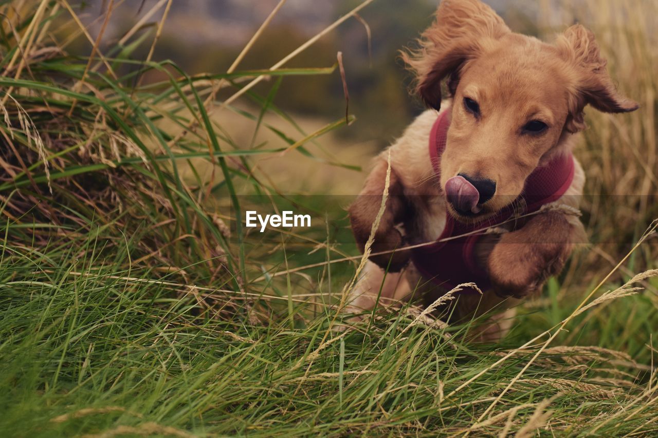 Close-up of a dog on grassland