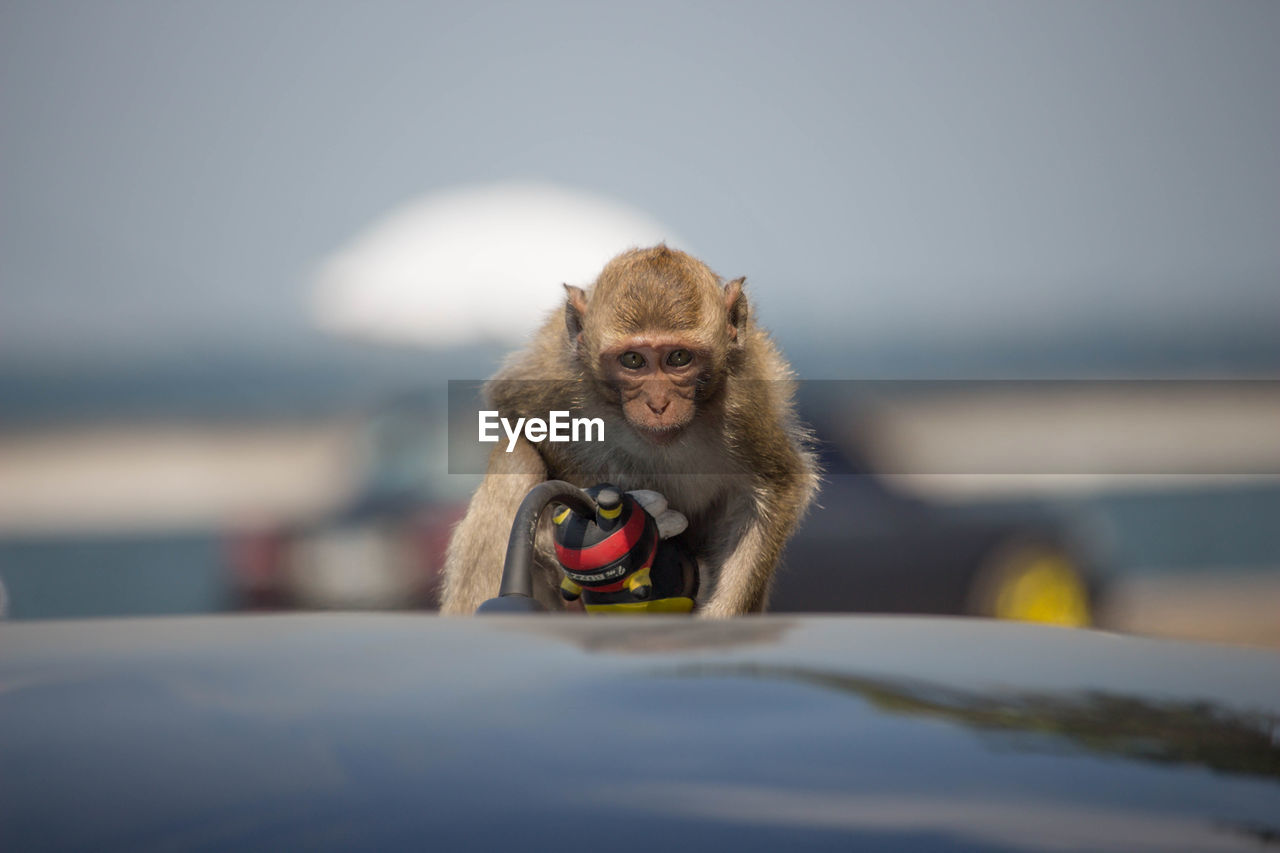 Monkey sitting on car roof