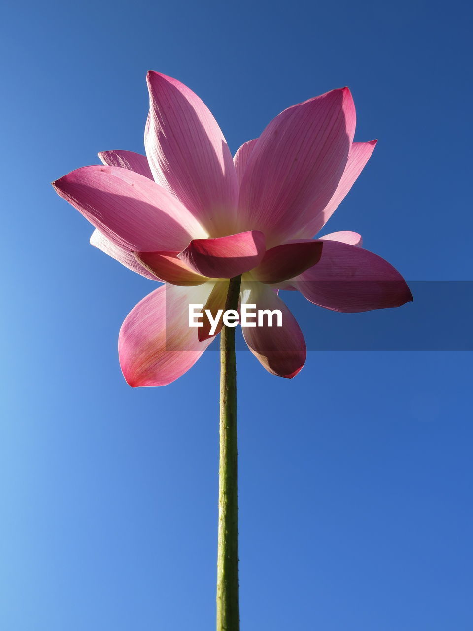 Low angle view of pink lotus flower against clear sky