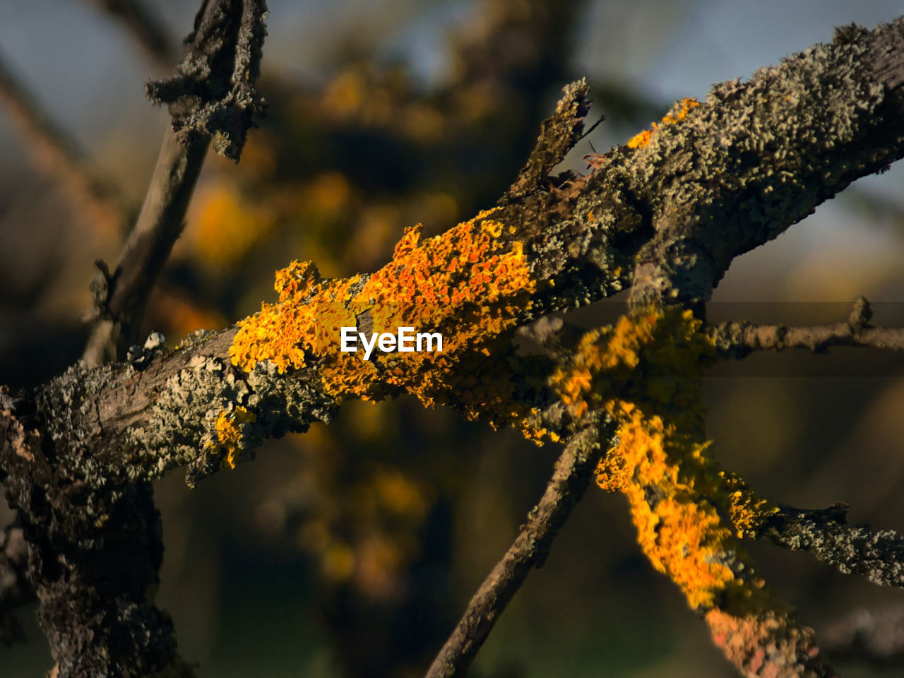 Close-up of lichen on tree branch