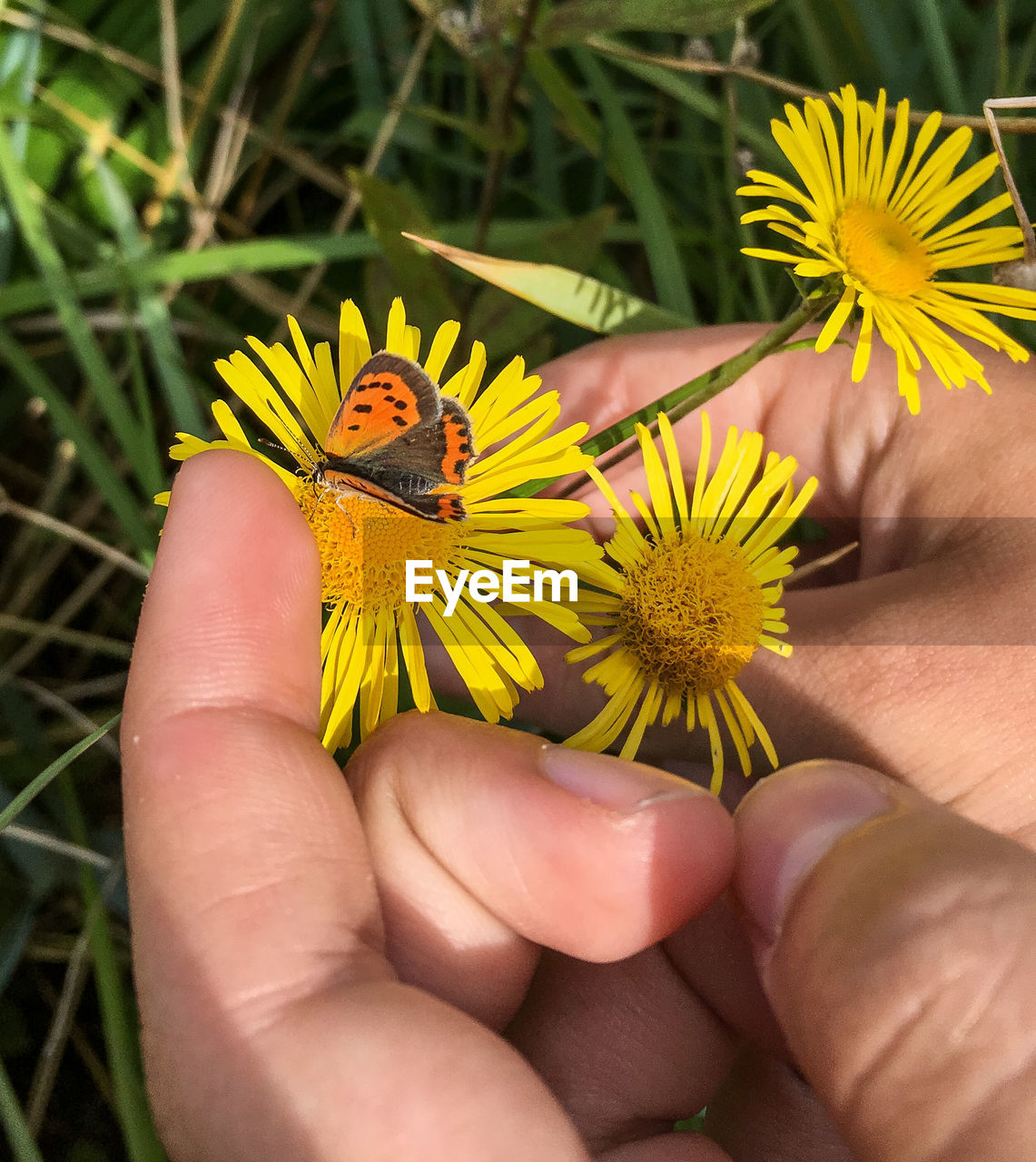 Close-up of hand holding yellow flower with small butterfly on it