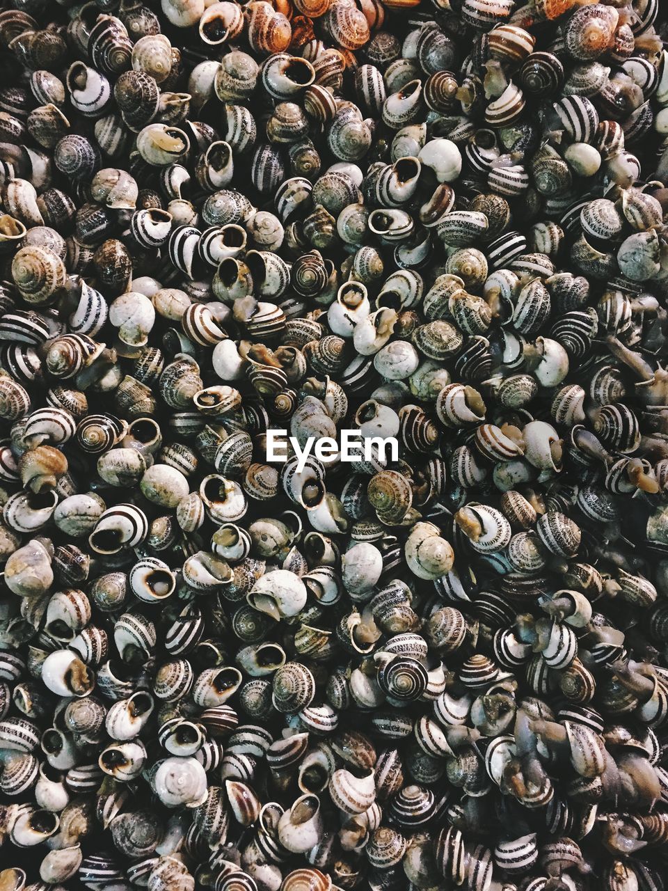 Pile of snails