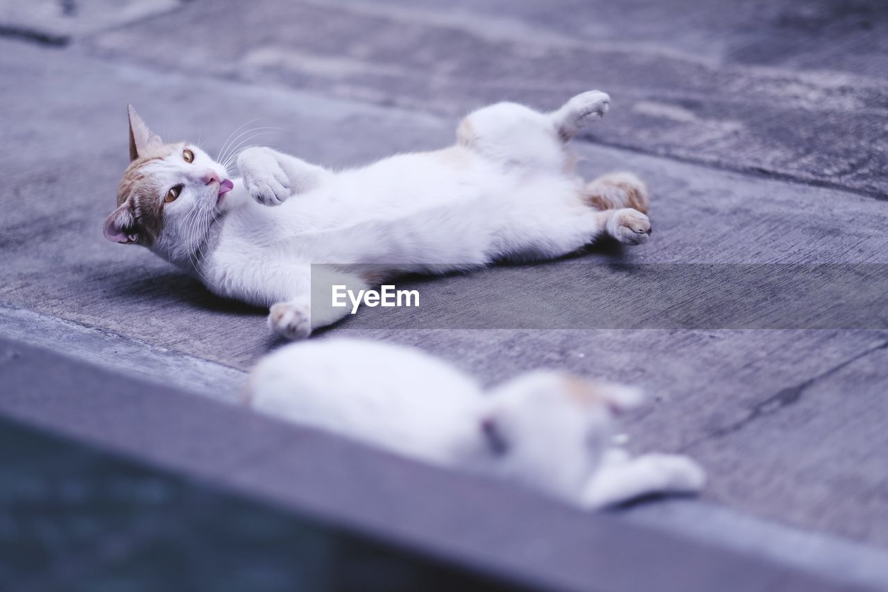 High angle view of cats relaxing on footpath