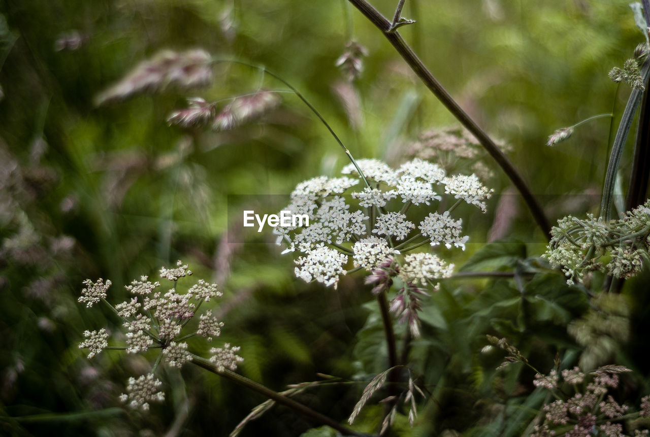 Close-up of white flowers