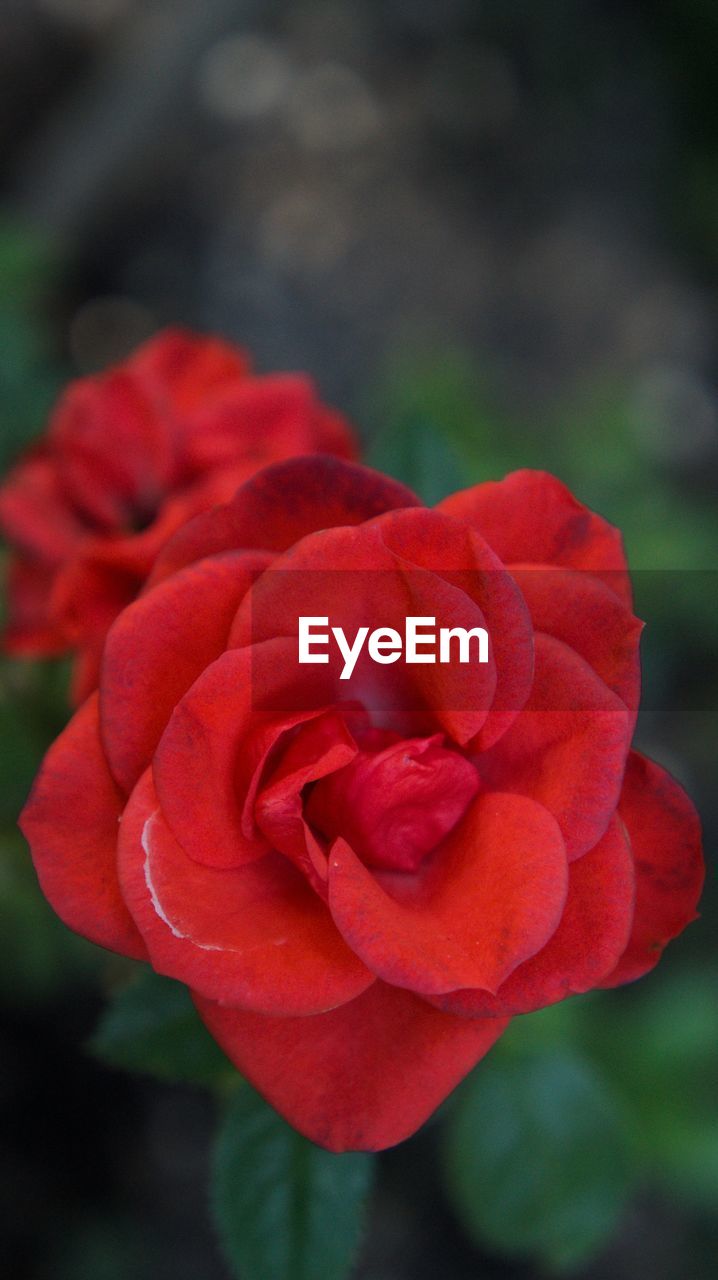 CLOSE-UP OF RED ROSE OUTDOORS