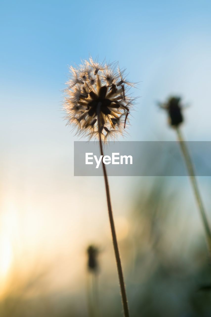 Close-up of thistle against sky during sunset