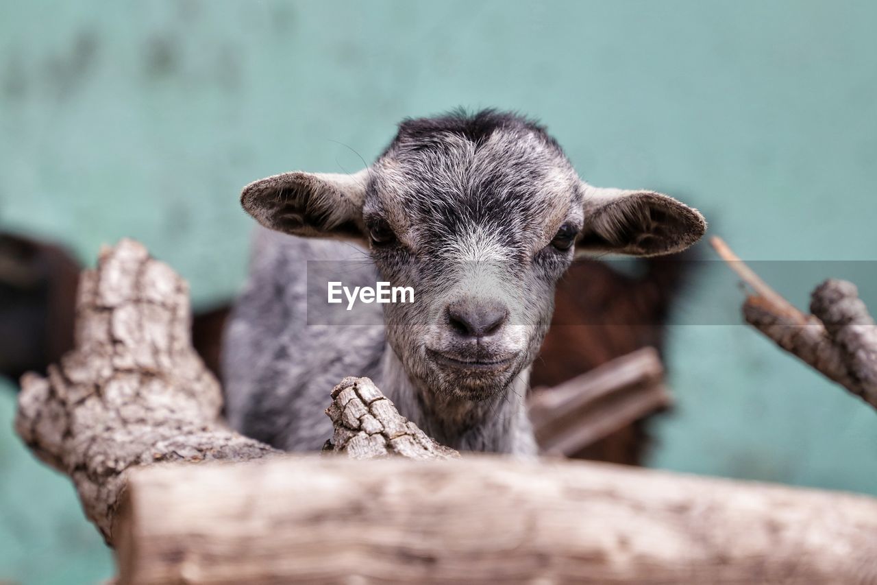 Close-up portrait of a goat