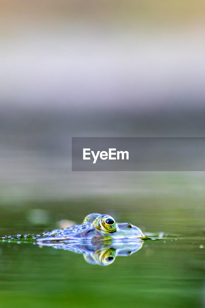 Big green frog in garden pond with beautiful reflection at the water surface shows frog eyes