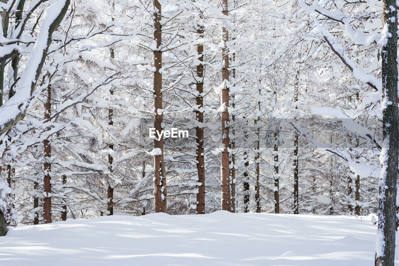 Snow covered land and trees in forest