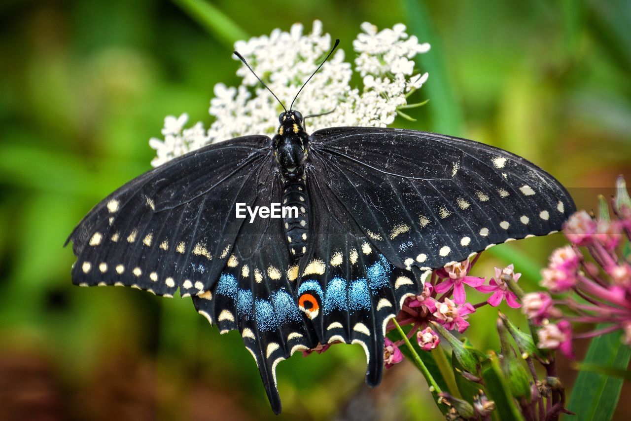 Close-up of butterfly pollinating on flower