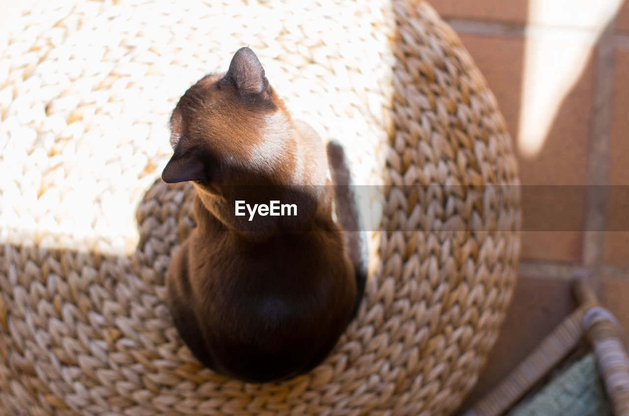 Close-up of cat sitting on mat