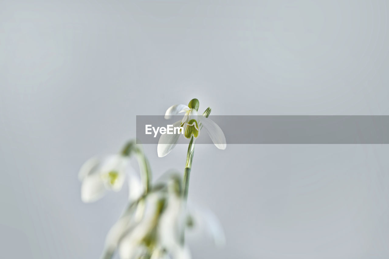 Close-up of white flowering plant