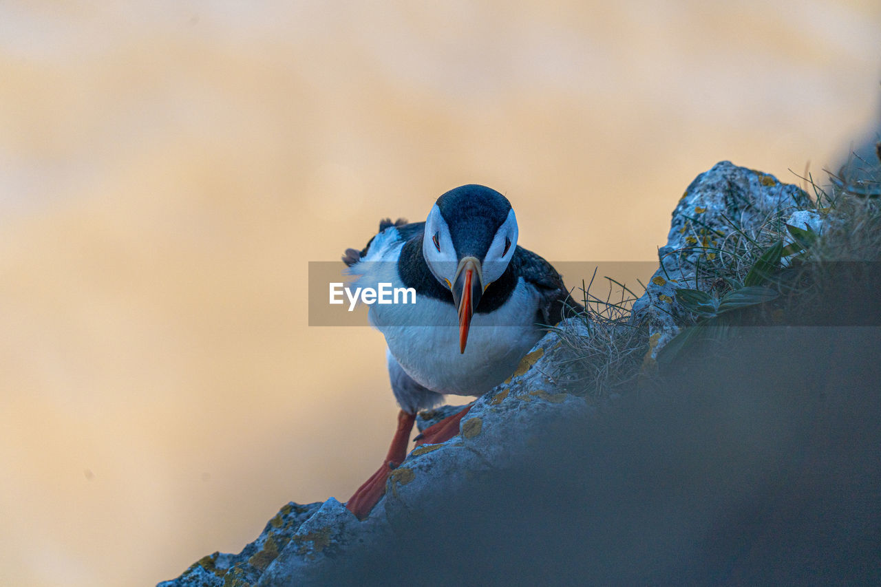 Puffin trying to establish nest site on a cliff face on rugged uk coastline 