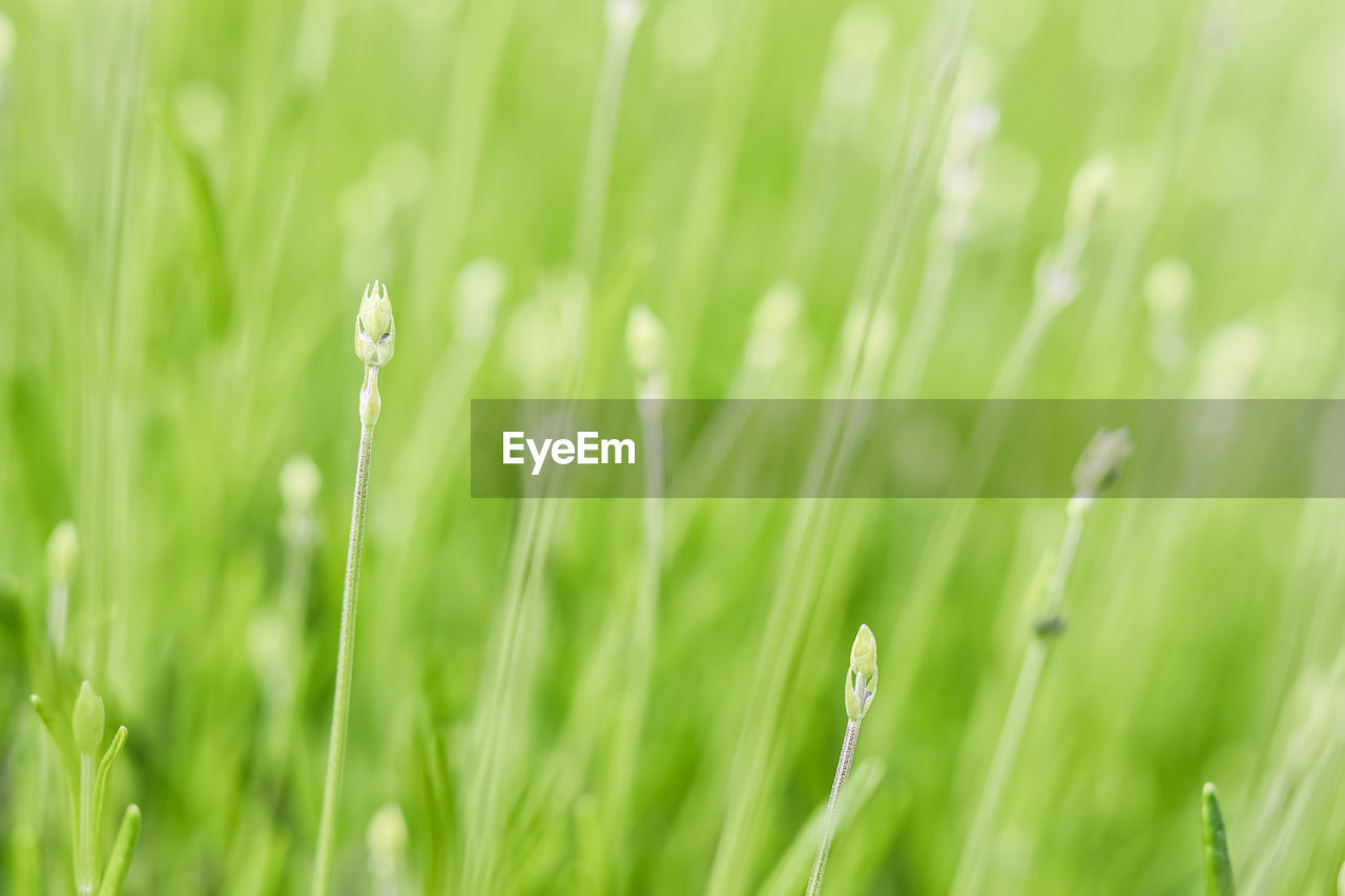 plant, grassland, green, grass, nature, beauty in nature, growth, field, backgrounds, no people, land, freshness, environment, lawn, close-up, springtime, summer, moisture, flower, agriculture, meadow, landscape, plant stem, selective focus, dew, blade of grass, plain, drop, outdoors, rural scene, water, wet, day, tranquility, full frame, cereal plant, fragility, crop, macro photography, prairie, flowering plant, macro, environmental conservation, wheatgrass, extreme close-up, barley, vibrant color, hierochloe, sunlight