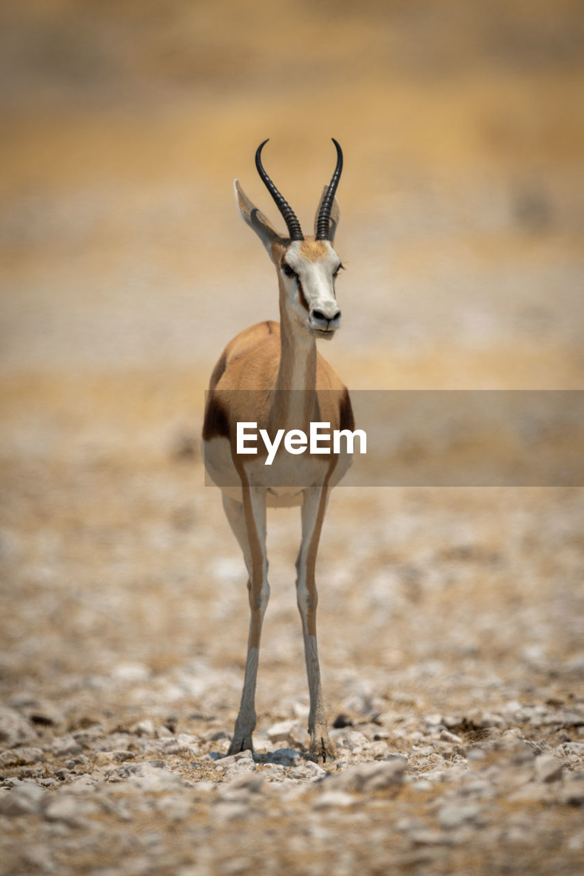 Springbok stands facing camera on salt pan
