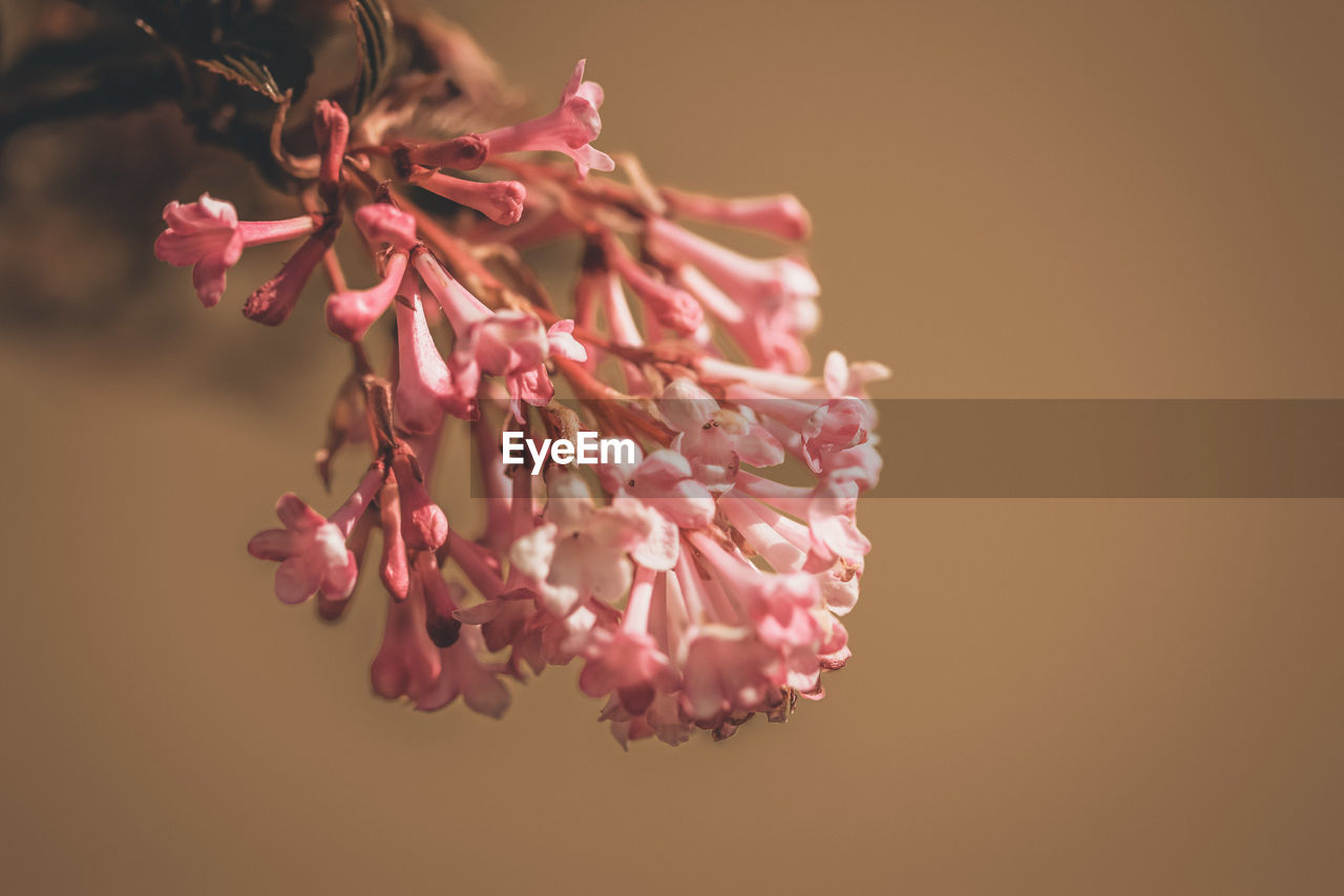 Close-up of purple flowering plant