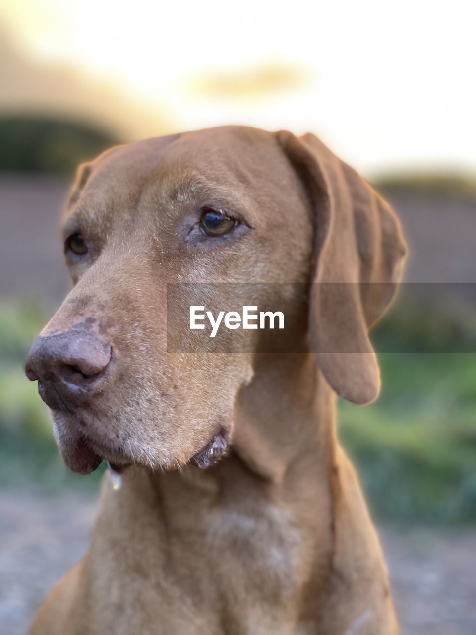 CLOSE-UP OF DOG LOOKING AWAY OUTDOORS