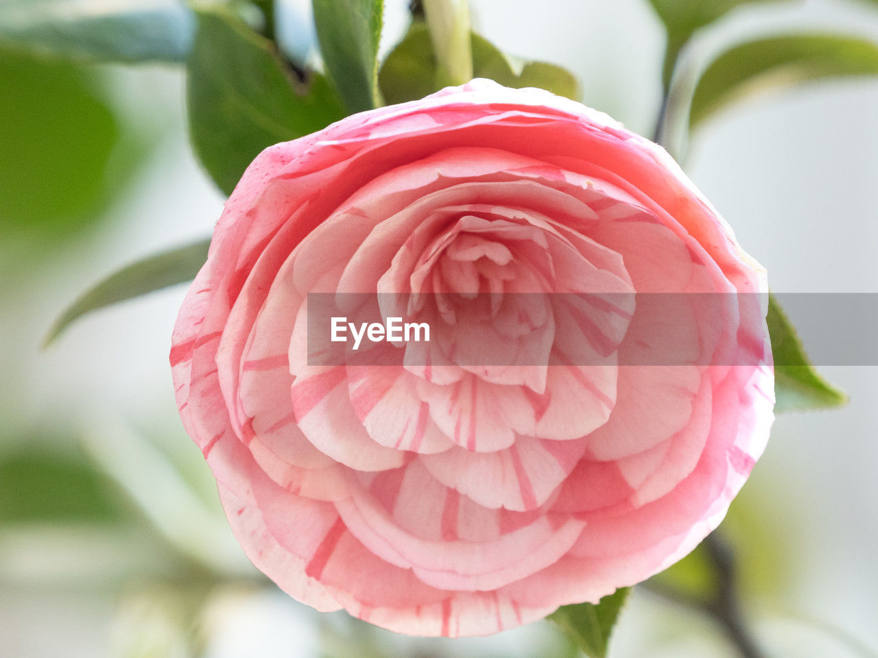 flower, pink, plant, flowering plant, beauty in nature, close-up, freshness, petal, nature, rose, flower head, fragility, inflorescence, no people, leaf, plant part, japanese camellia, focus on foreground, growth, outdoors, garden roses, springtime, day