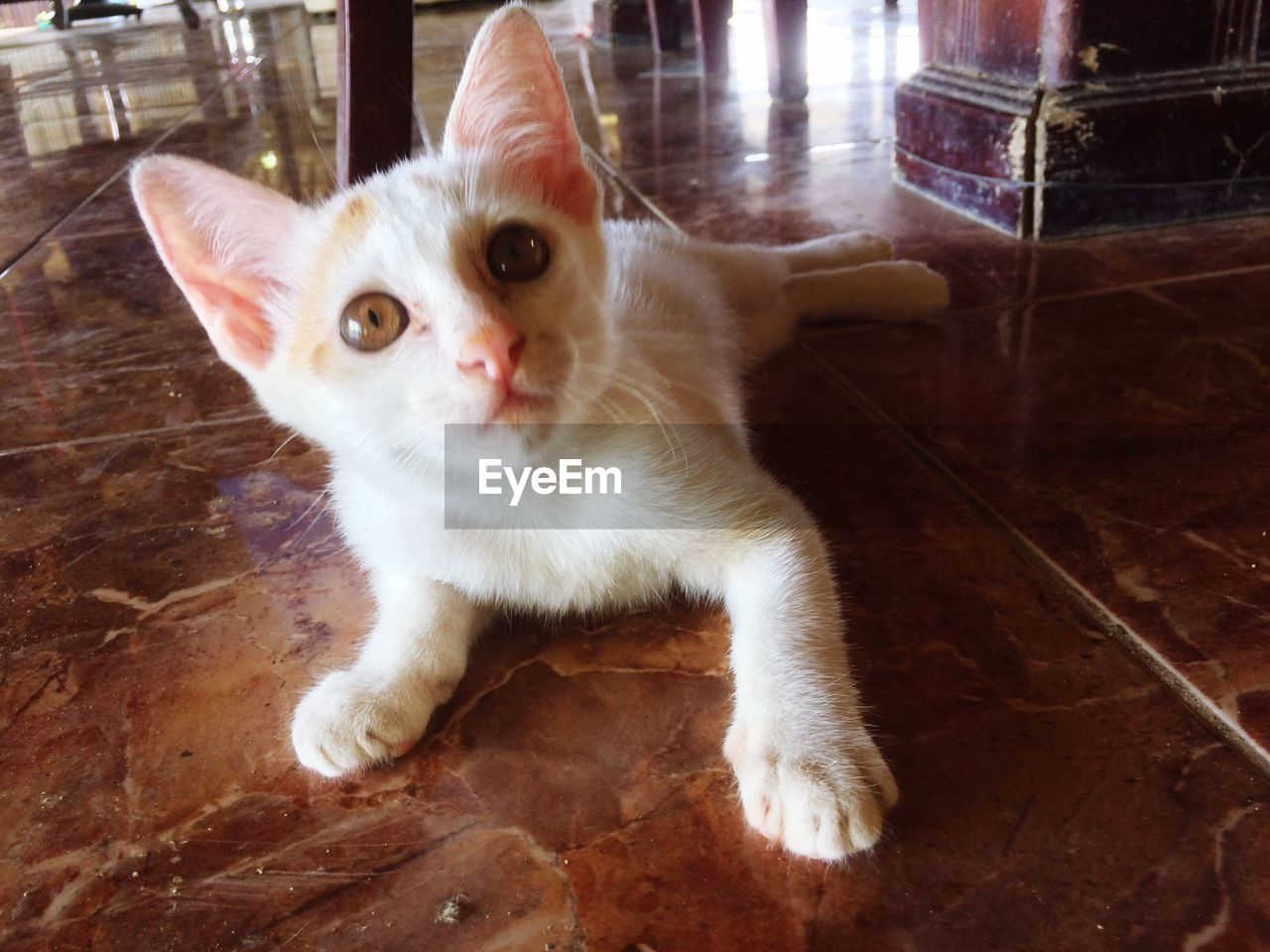 CLOSE-UP PORTRAIT OF CAT SITTING ON FLOOR