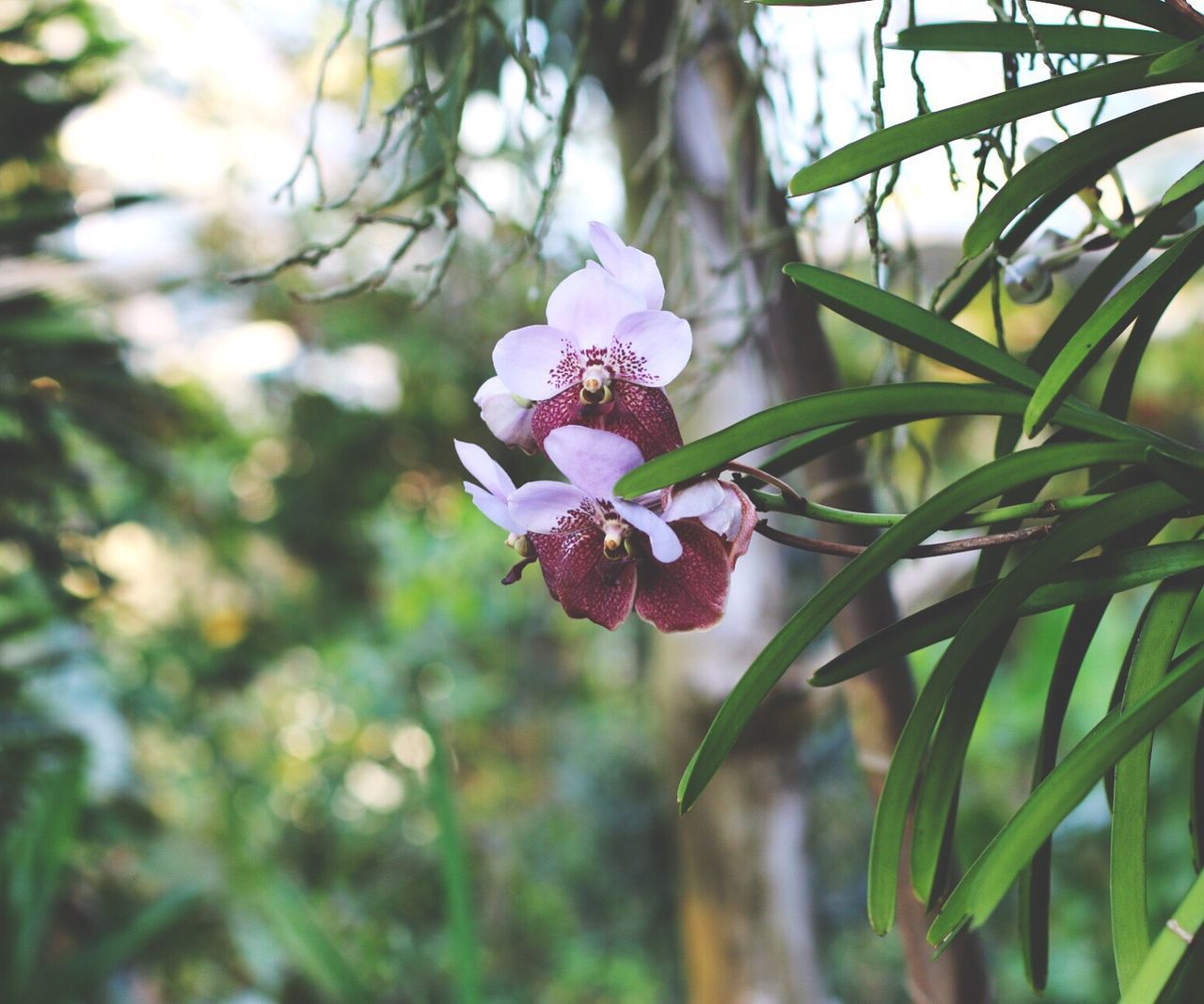 Close-up of fresh purple orchids blooming in back yard