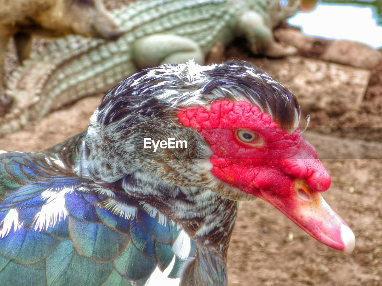 Close-up of muscovy duck in zoo