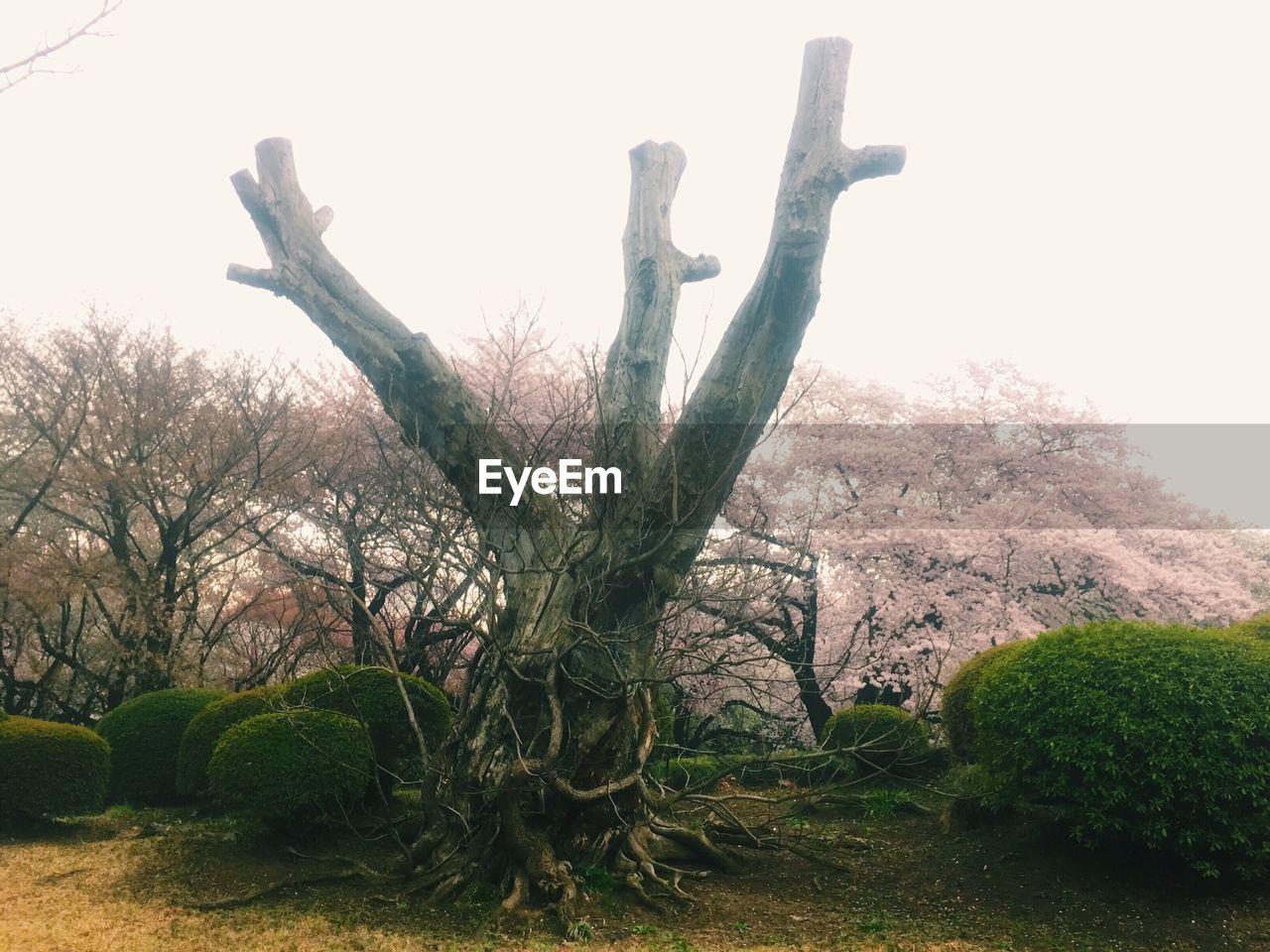 Dead tree in park